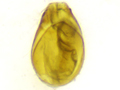 Gyrohypnus angustatus